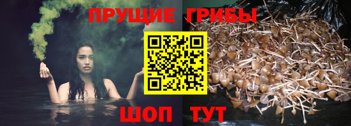 Псилоцибиновые грибы Psilocybine cubensis Йошкар-Ола